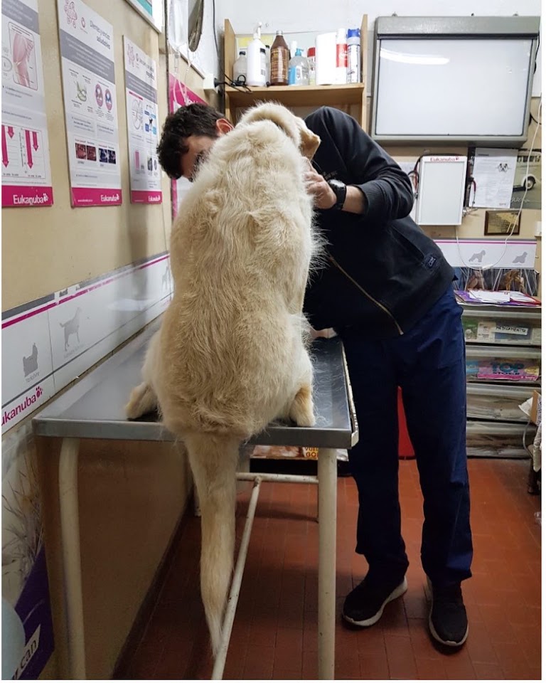 Veterinario examinando a un perro golden retriever en Vicente López